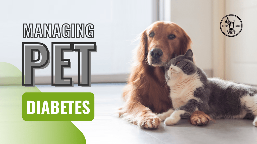 Pet Diabetes : What You Need To Know Pet Diabetes : What You Need To Know
